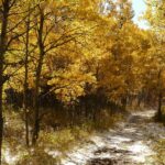 A trail through golden autumn aspens dusted with early snow in Fish Creek Provincial Park